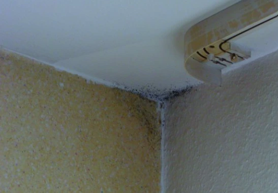 Schimmel im Haus – oft mehr als falsches Lüften